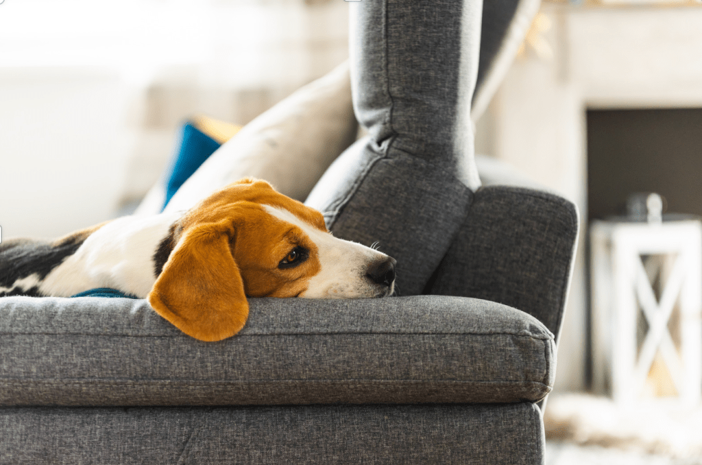 Paws and Listen!! You’ll Definitely Regret It.